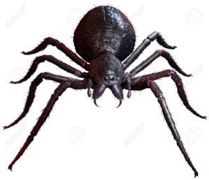 giant spider