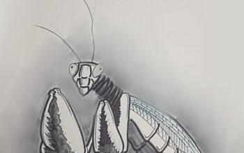 The Druid of Mantis Grove Adventure setting